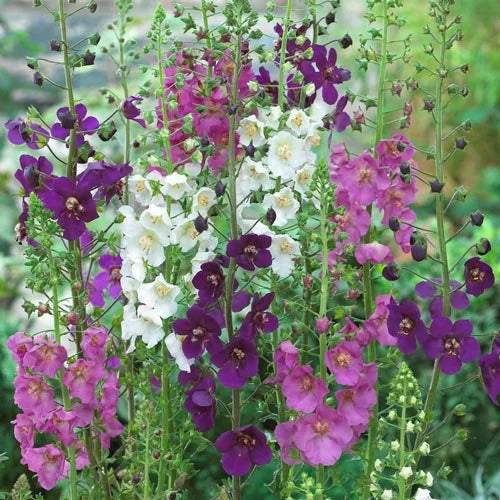 Heirloom Oxtail Verbascum Flower Seeds, Non-GMO Tall Spiked Blooms for Cottage and Wildflower Garden Planting for planting in home garden